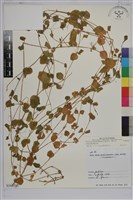 荷蓮豆草、菁芳草藏品圖，第1張