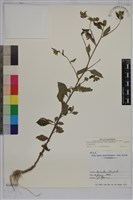 嶺南野菊藏品圖，第1張