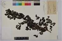 紅仔珠藏品圖，第1張