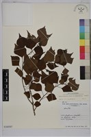 烏臼藏品圖，第1張