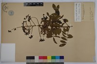 老荊藤藏品圖，第1張