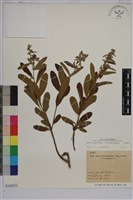 山芝麻藏品圖，第1張