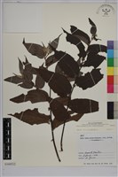 山黃麻藏品圖，第1張