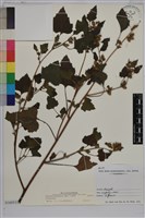 蒼耳、羊帶來藏品圖，第1張