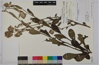 臺灣艾納香藏品圖，第1張