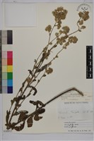 生毛將軍藏品圖，第1張