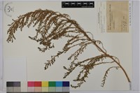 臭杏、土荊芥藏品圖，第1張