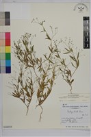 粟米草藏品圖，第1張