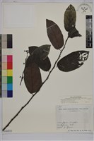 錫蘭饅頭果，香港饅頭果，大葉饅頭果，香港算盤子藏品圖，第1張