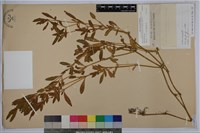 蓮子草藏品圖，第1張