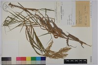 臺灣蘆竹藏品圖，第1張