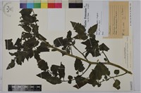 小番茄藏品圖，第1張