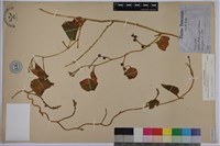 落葵藏品圖，第1張