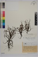 長葉茅膏菜藏品圖，第1張