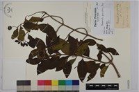 毛玉葉金花藏品圖，第1張