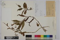 臺灣油點草藏品圖，第1張