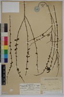 笑靨花藏品圖，第1張