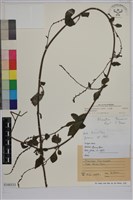 烏面馬、白花藤藏品圖，第1張