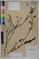 毛木藍藏品圖，第1張