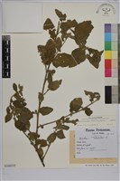 草梧桐藏品圖，第1張