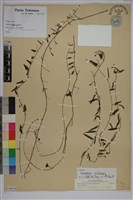 戟葉菜欒藤藏品圖，第1張