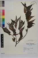 山黃麻藏品圖，第1張