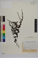 向天盞藏品圖，第1張