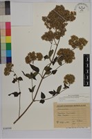 臺灣澤蘭藏品圖，第1張