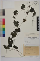 黑果馬交兒藏品圖，第1張