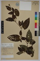 火炭母草、清飯藤藏品圖，第1張