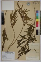 尖尾鳳藏品圖，第1張