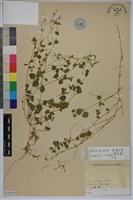 荷蓮豆草、菁芳草藏品圖，第1張