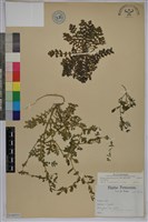 廣東葶藶藏品圖，第1張