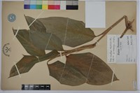 蘭嶼竹芋藏品圖，第1張