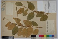 綠島山柑藏品圖，第1張