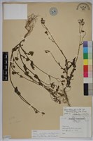 紫背草藏品圖，第1張