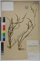 芒稷、芒稗藏品圖，第1張