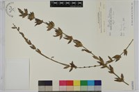 綠竹藏品圖，第1張