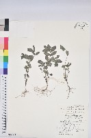 紫斑大戟藏品圖，第1張