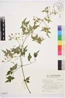 串鼻龍藏品圖，第1張