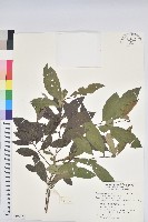 刺杜密藏品圖，第1張