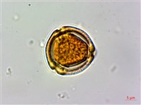 石苓舅藏品圖，第1張