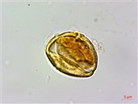 石苓舅藏品圖，第3張