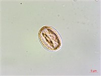 水金京藏品圖，第1張