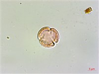 水金京藏品圖，第2張