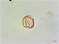 水金京藏品圖，第3張