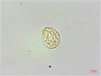 樓梯草藏品圖，第1張