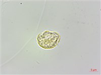 樓梯草藏品圖，第2張