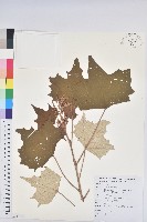 台灣白匏子藏品圖，第1張