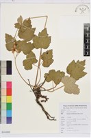 小白頭翁、野棉花藏品圖，第1張